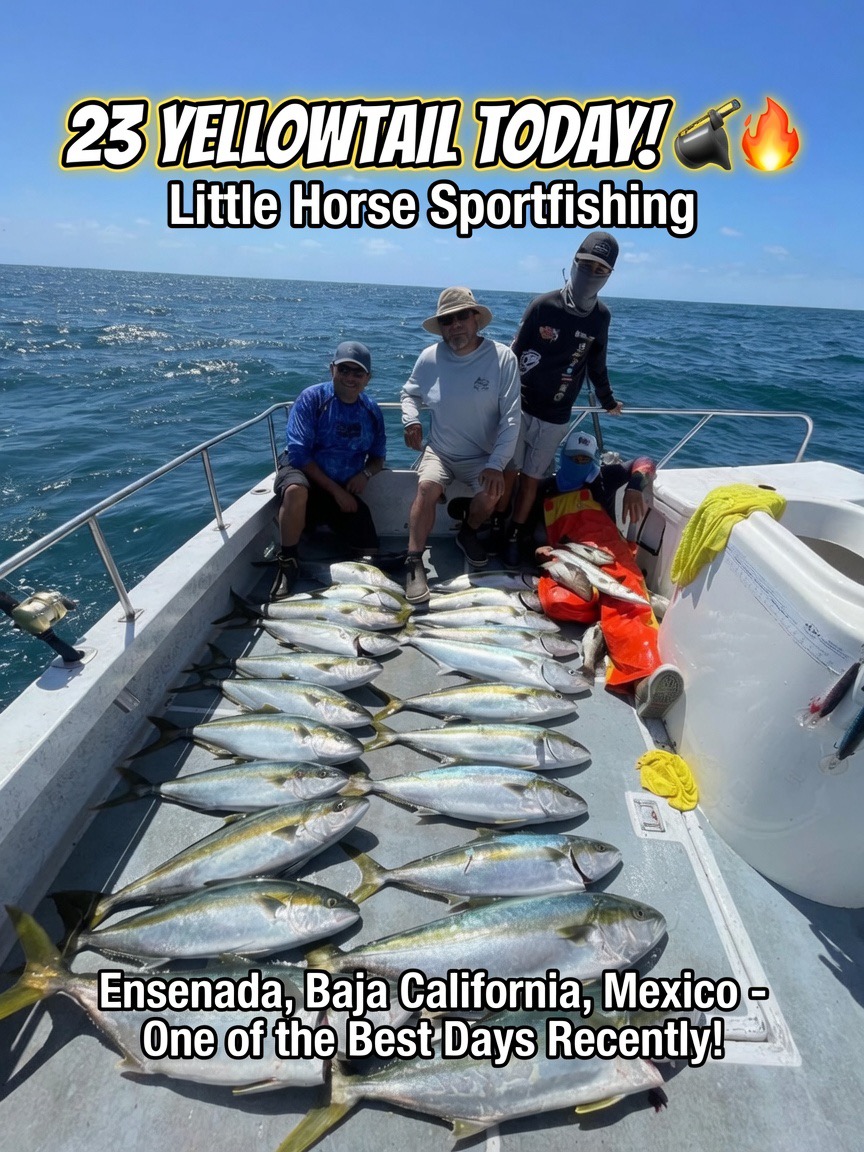 23 Yellowtail Today! π£ Little Horse Sportfishing Ensenada Baja California π₯