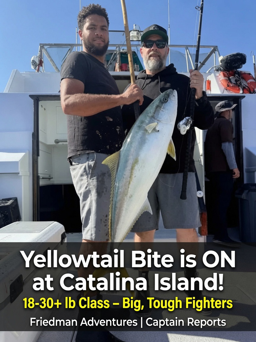 Yellowtail Bite is ON at Catalina Island – Big, Tough Fish Putting on a Show