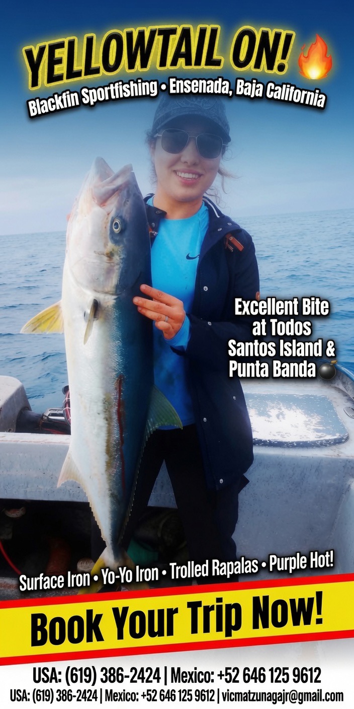 YELLOWTAIL ON in Ensenada! Big Fish on Blackfin Sportfishing This Morning π£