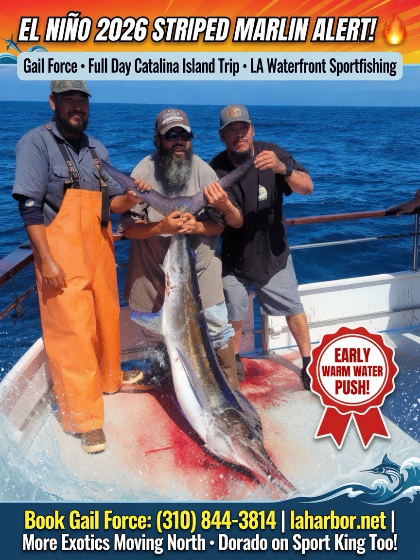 El Niño 2026 Strikes Early: Striped Marlin on the Gail Force + Dorado on the Sport King at Catalina Island!