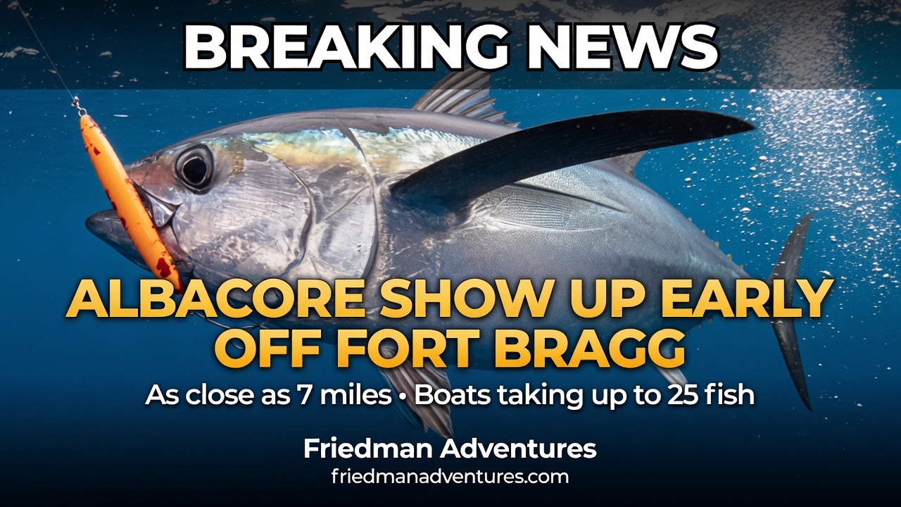 Albacore Show Up Early Off Fort Bragg — And They’re Close