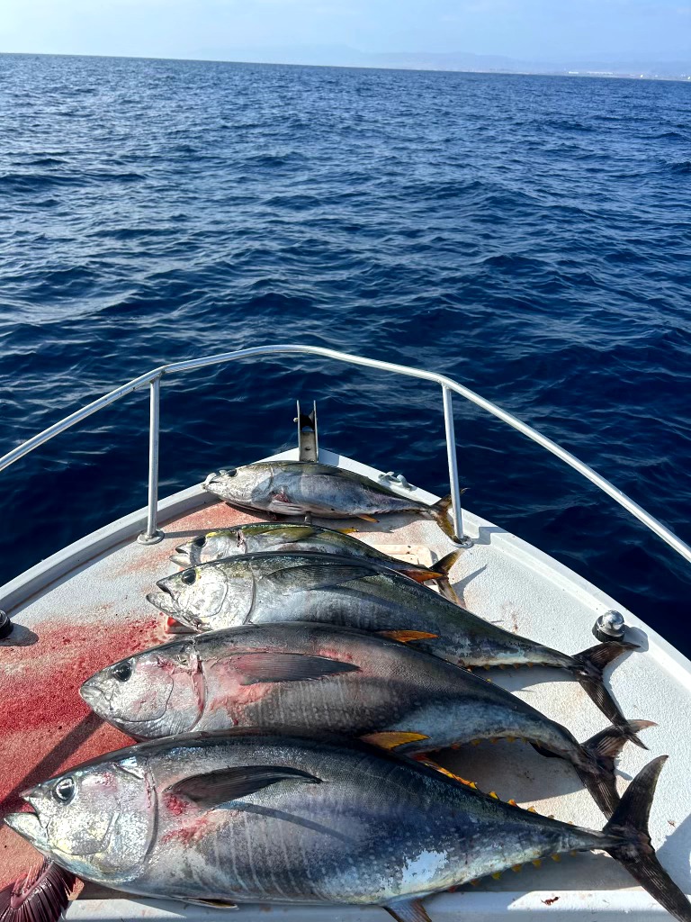 Yellowfin Tuna Off Oceanside! 🎣