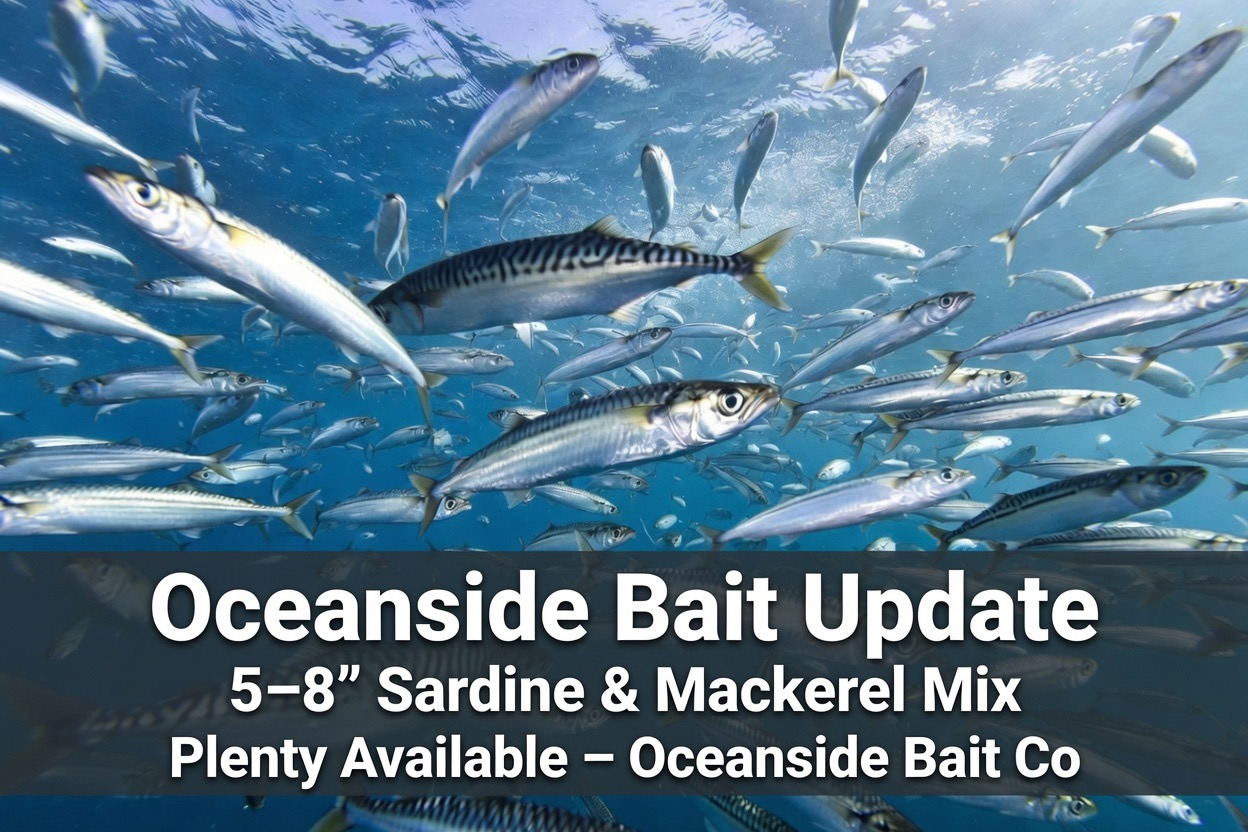 Oceanside Bait Update – Fresh Sardine & Mackerel Mix Ready! 🎣