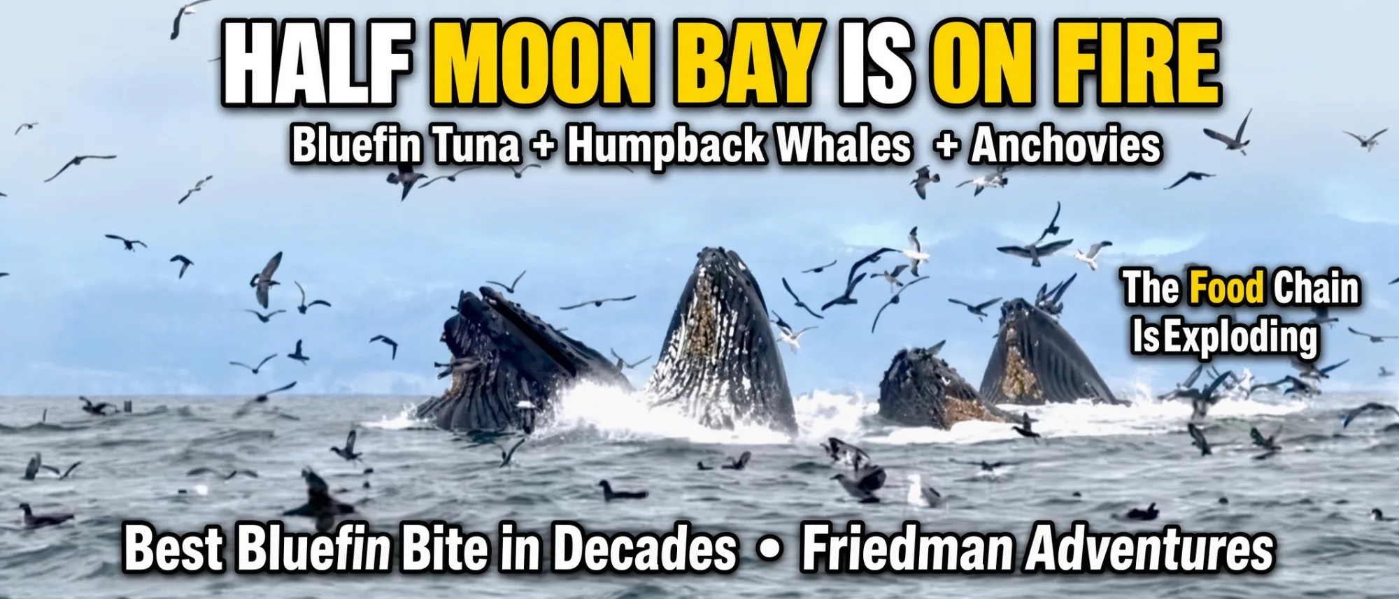 Best Bluefin in Decades + Humpback Whales Lung-Feeding Off Half Moon Bay