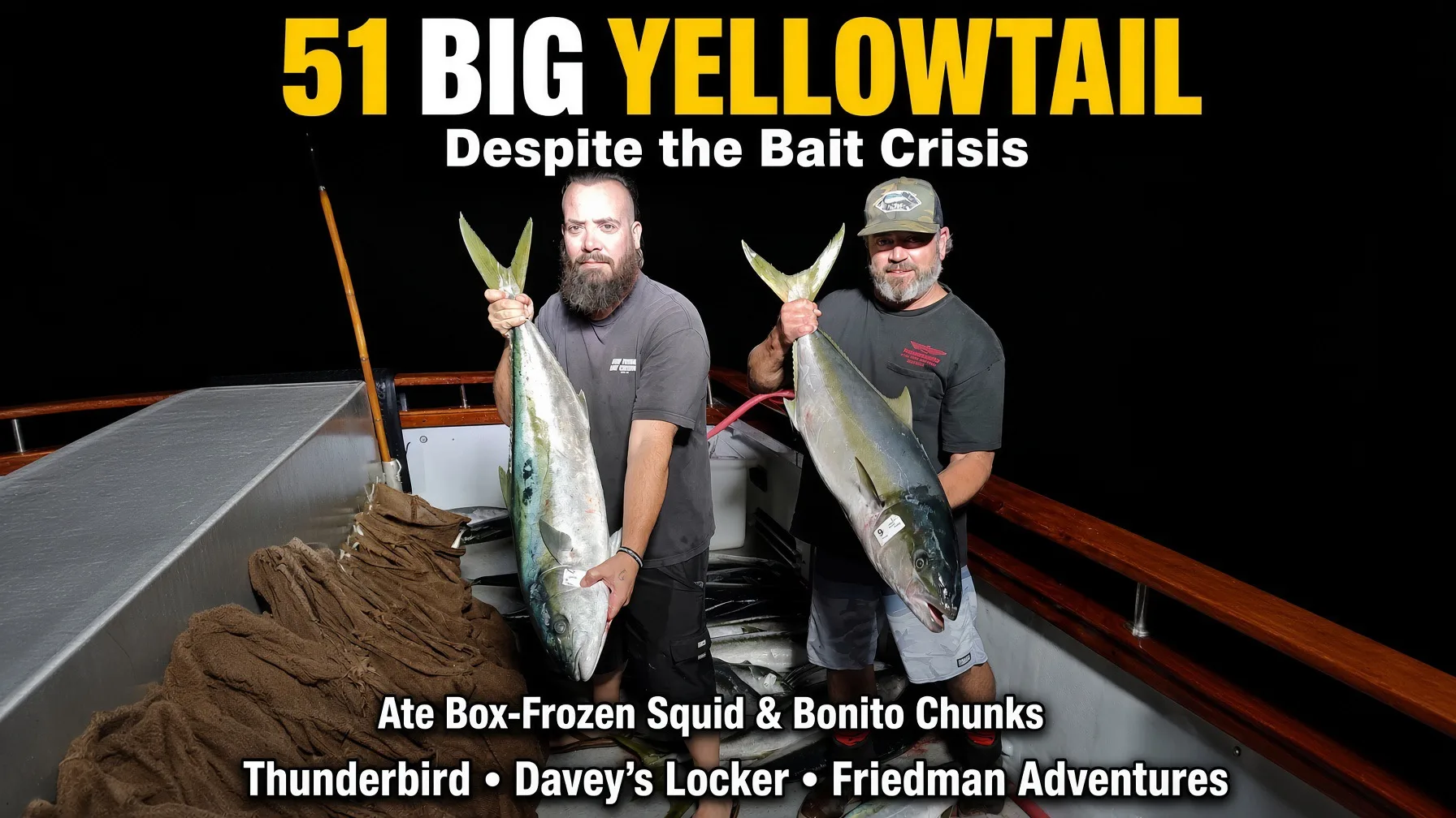 51 Big Yellowtail on the Thunderbird Despite the Bait Crisis