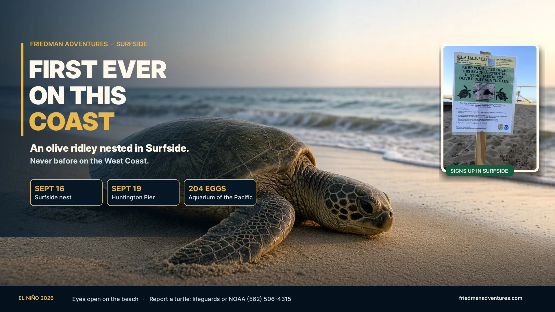 Never Before on the West Coast: Olive Ridleys Nested in Surfside 🐢