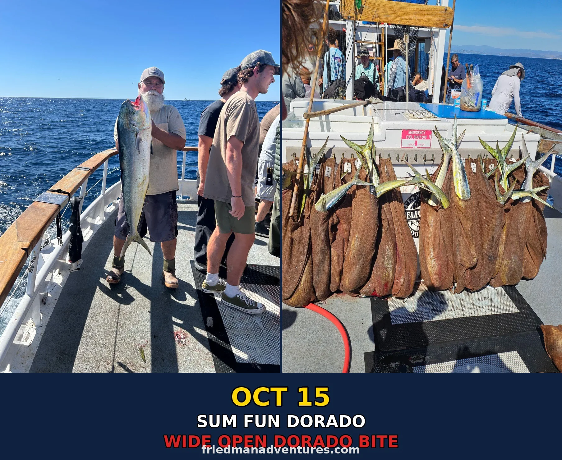 Sum Fun Dorado Limits! 15-30lb+ Flatheads on Kelp Paddy – Dana Wharf Wide Open 🎣🔥